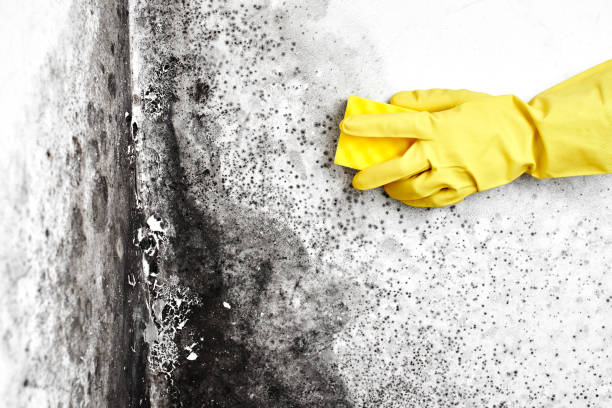 Best Mold Removal and Inspection  in Hector, MN