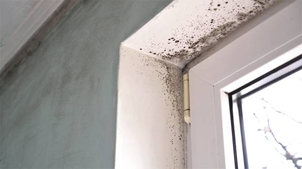 Best Toxic Mold Removal  in Hector, MN