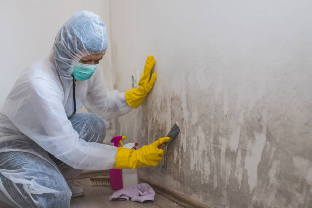 Best Mold Cleaning Services  in Hector, MN