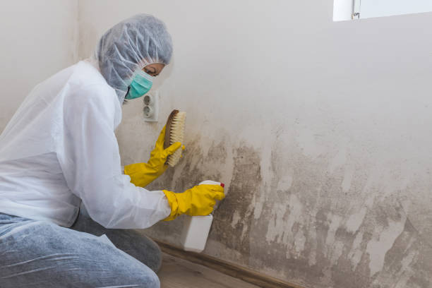Best Certified Mold Removal  in Hector, MN