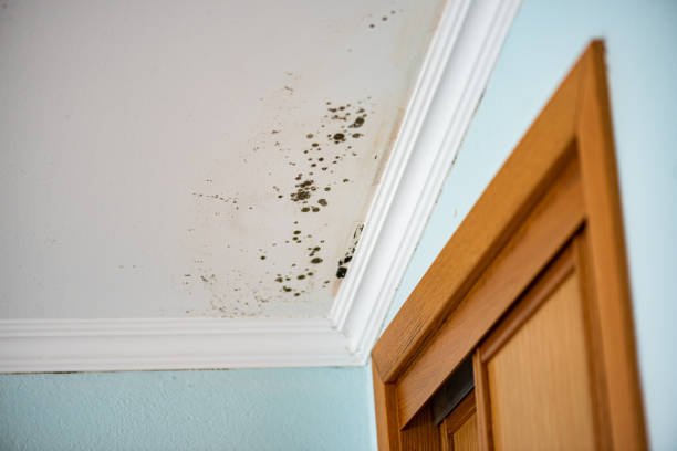 Best Black Mold Removal  in Hector, MN