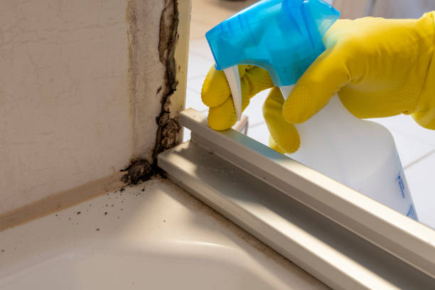 Certified Mold Removal in Hector, MN