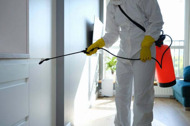 Best Mold Remediation  in Hector, MN