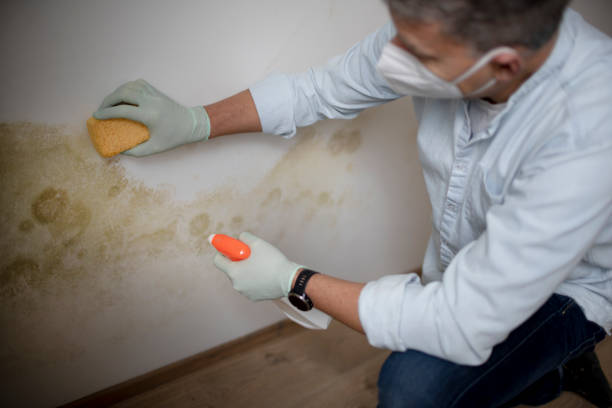 Best Best Mold Removal Companies  in Hector, MN