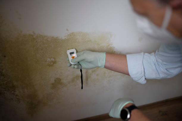 Best Fast Mold Removal  in Hector, MN
