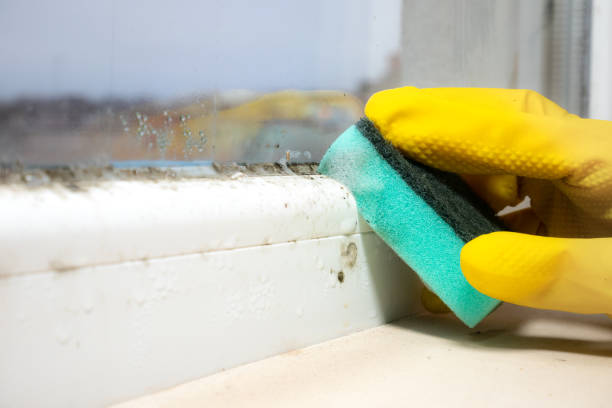 Best Crawl Space Mold Removal  in Hector, MN