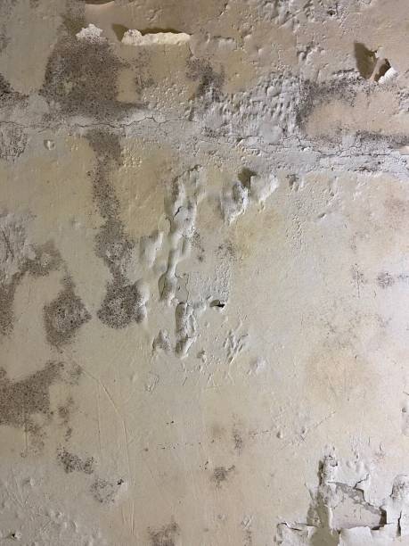 Home Mold Removal in Hector, MN
