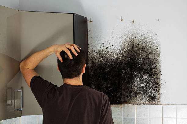 Mold Removal and Inspection in Hector, MN